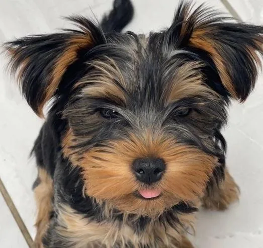 Beautiful active Yorkshire terrier