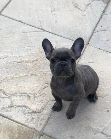 KC Reg - French Bulldog Puppies Female - ready now