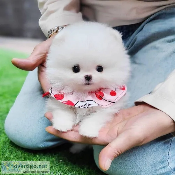 Pure breed White Teacup Pomeranian Puppy Girlboy
