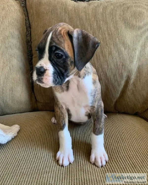 Attractive boxer Puppies