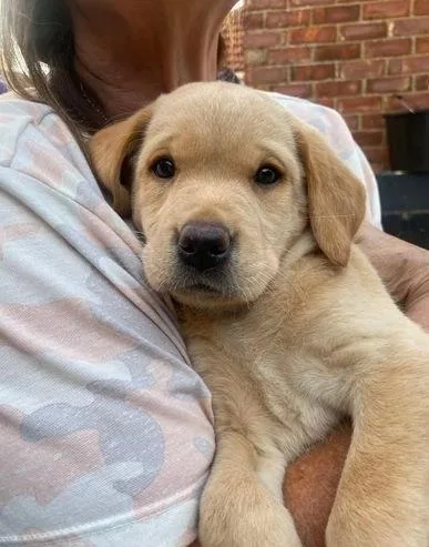 Top Quality Labrador Puppies Available