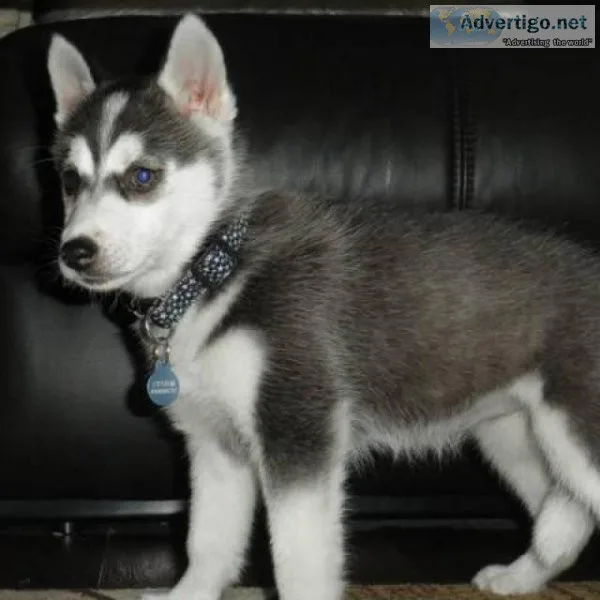 We had a litter of Siberian huskies