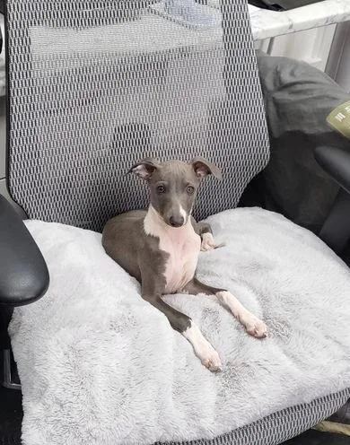 Italian greyhound puppies