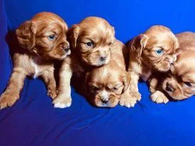 Beautiful Cavalier male puppies.