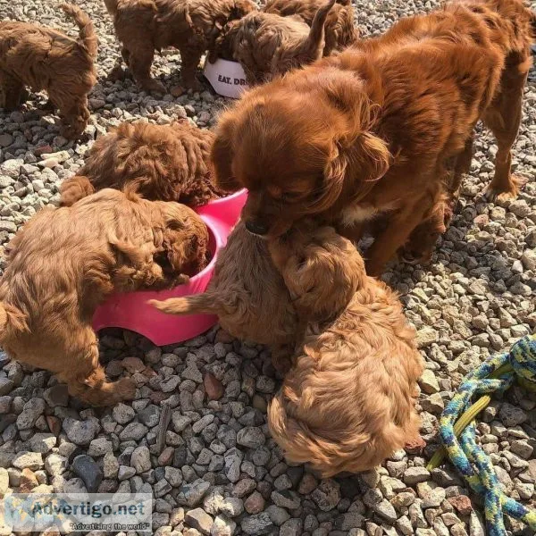 lovely cavapoo puppies
