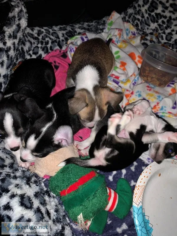 Jack-chi puppies