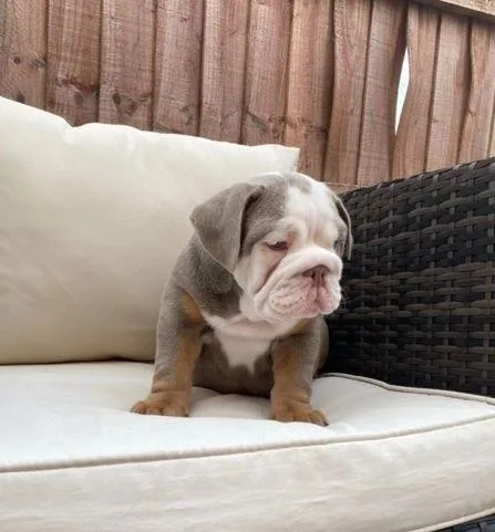 AKC Bulldog Puppy
