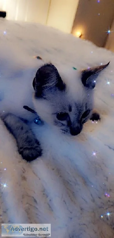Free kitten