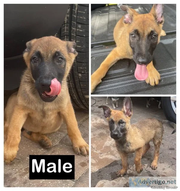 3 puppies for sale