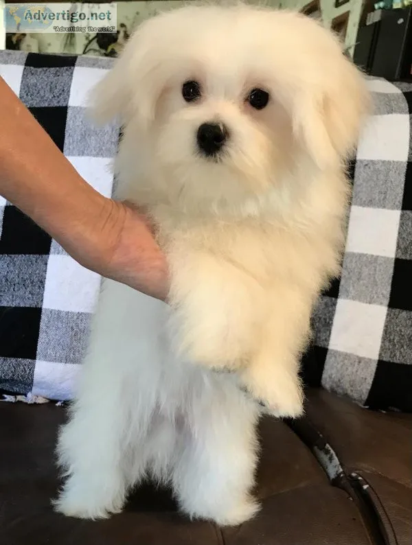 Maltese Male Puppy A.K.C. Purebred For Sale