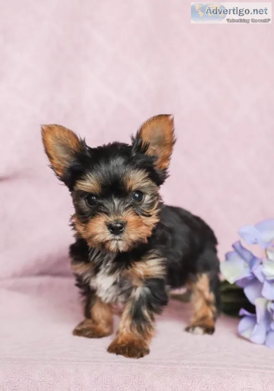 Wholesome Yorkie Puppies