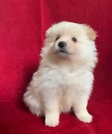 CUTE WHITE POMERANIAN FOR SALE 