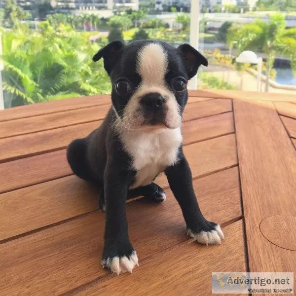 bonston terrier puppies available.