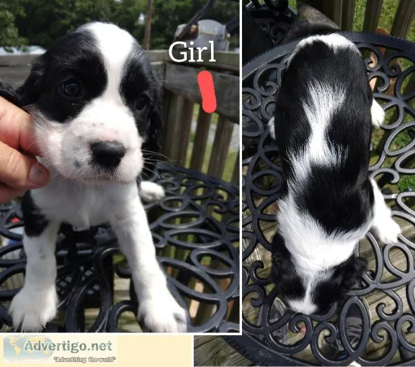 For Sale AKC English Springer Spaniel puppies