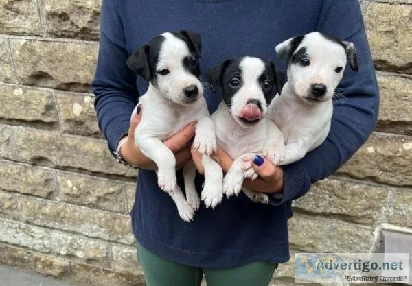Top Quality Jack Russell Available