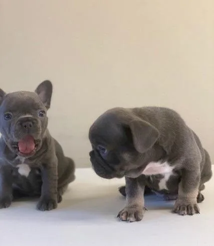 AKC French Bulldog Puppies