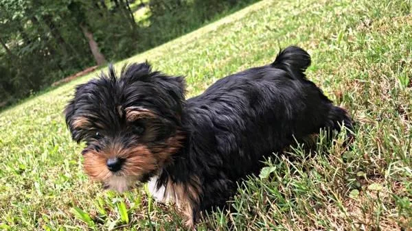 Male Yorkie Puppy