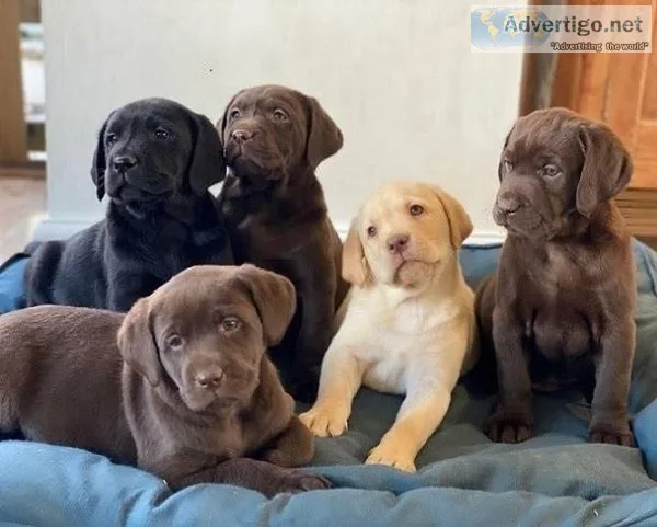 Labrador Retriever puppies available.