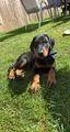 Elite Dobermann Puppies