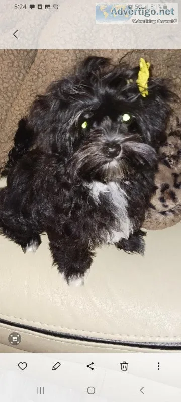 16 week old Morkiepoos female