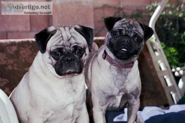 french   bulldog