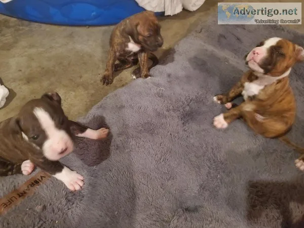 Pit bull puppies needing new jobs