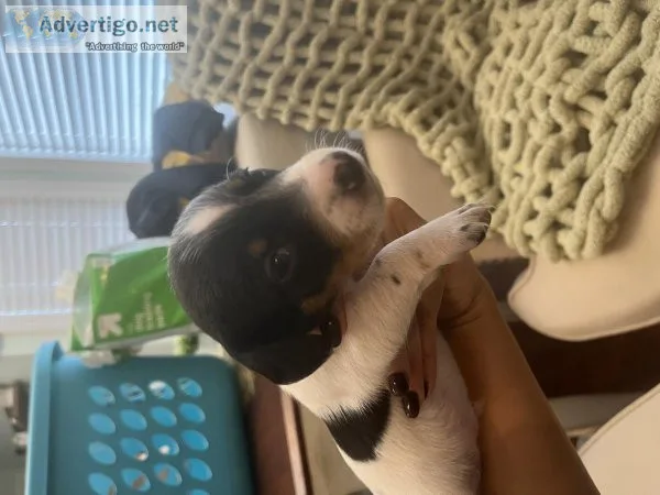 Miniature dachshund puppies