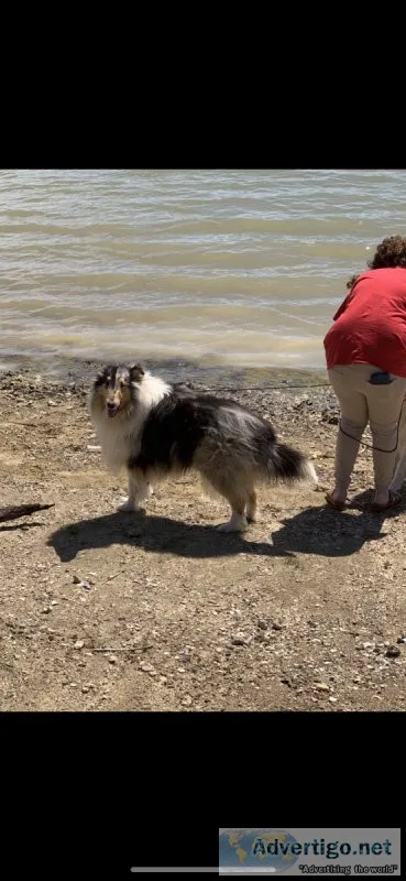 Rough collie (Lassie). Blue merle