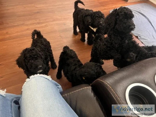 Goldendoodle Puppies
