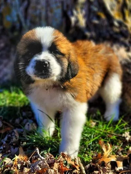 St Bernard Puppies Ready For New Homes
