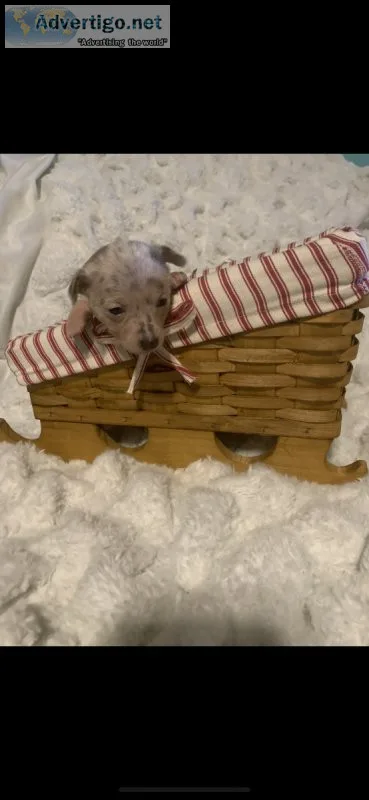 Lavender chihuahuas