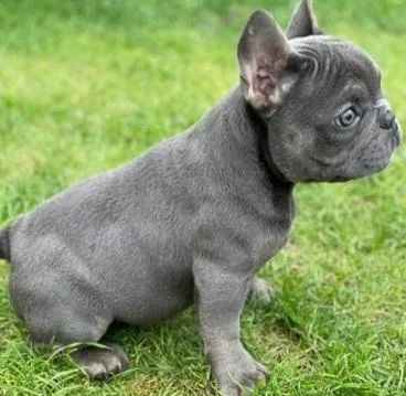 Female French bulldog  for Sale -700