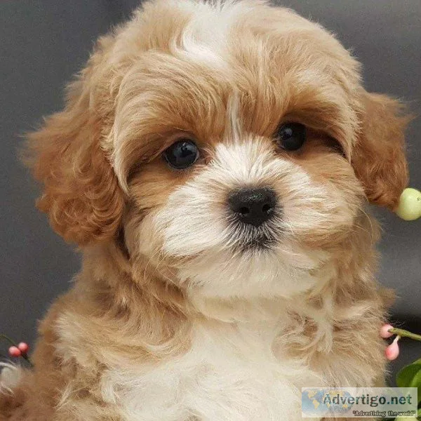 2 Beautiful Cavapoos