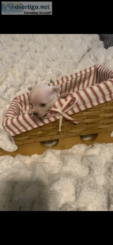 Teacup chihuahuas