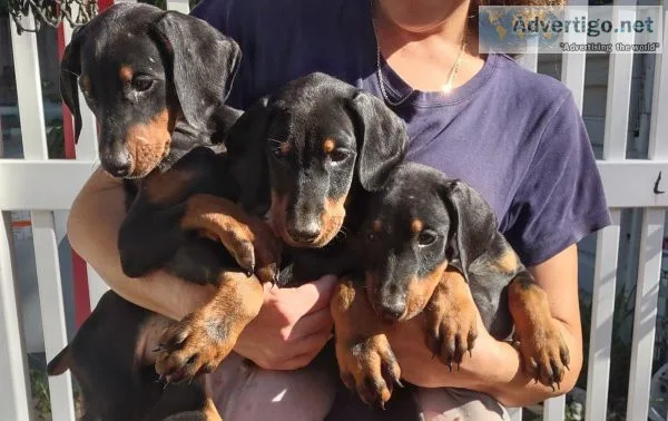 Doberman Puppies