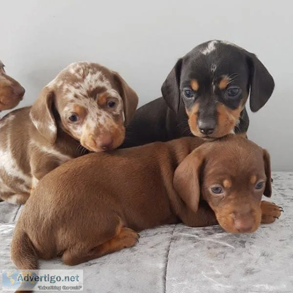 Great Dachshund  Puppies Available