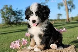 Beautiful Bernedoodles