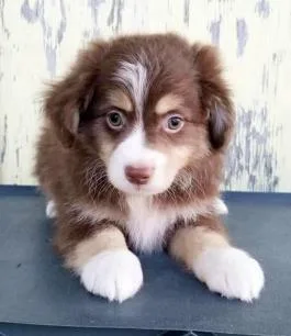 2 Male Toy Australian Shepherds