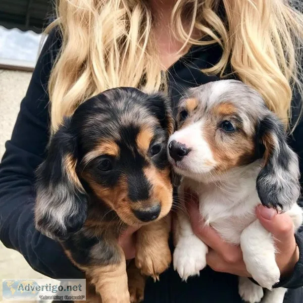 Dachshund Puppies