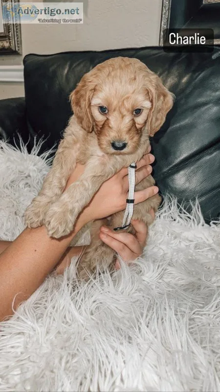 8 week old mini golden doodle