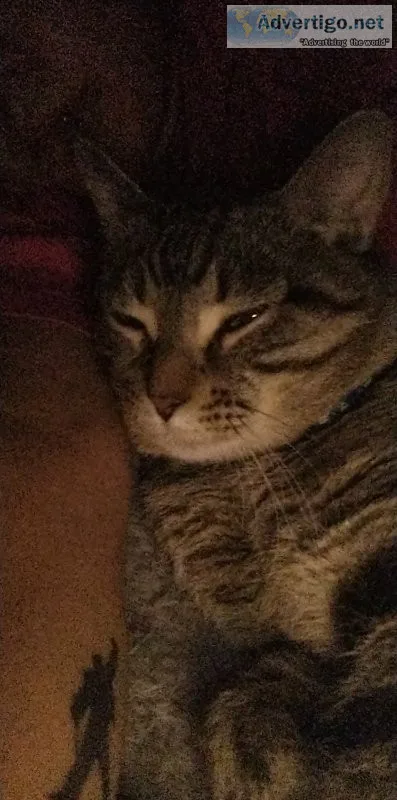 3 year old cat