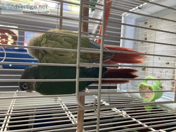 Conures
