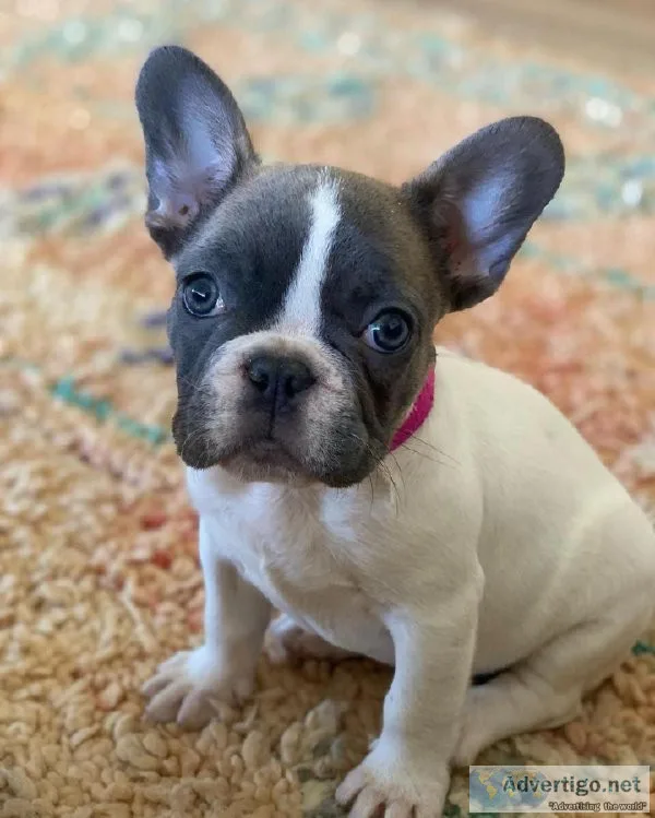 Teacup French Bulldogs