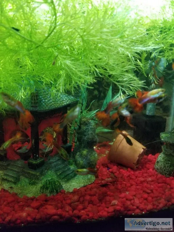 Guppies( 10 Females and 2males)  Group sale 15