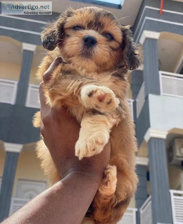 Free puppies