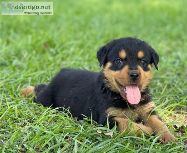 Sweet and playful Rottweiler for adoption
