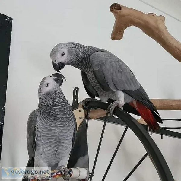 African Grey Parrots For Sale