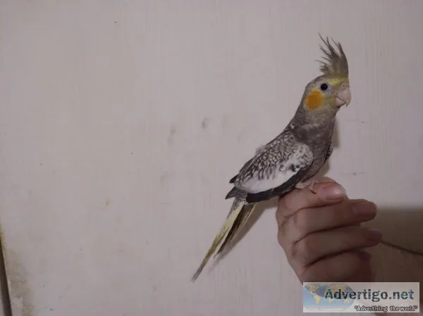 Cockatiel