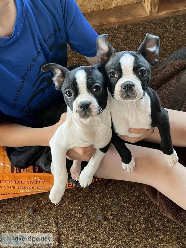 Boston Terriers
