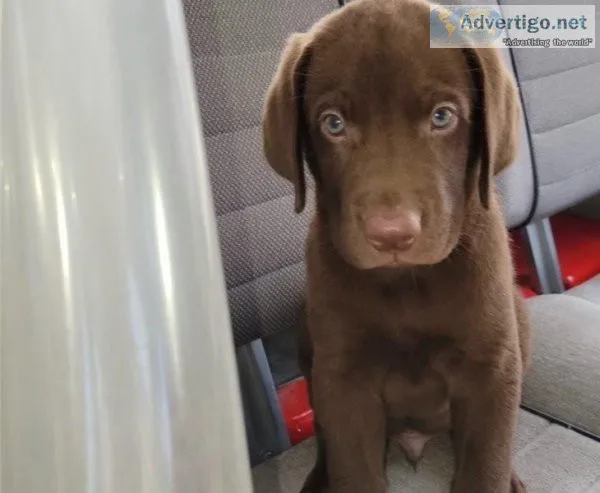AKC Lab Puppies